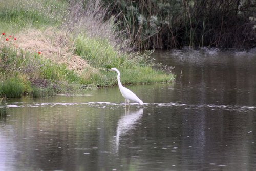 20090410-446.jpg