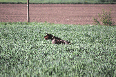 20090425-070.gif