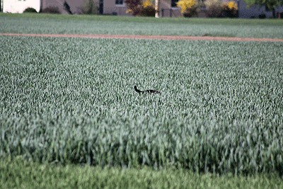 20090425-131.gif