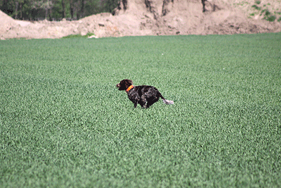20090425-175.gif