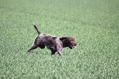20090425-204.gif