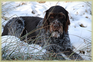 Coco vom Feistenbach