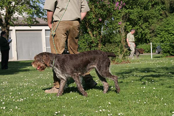 Gunja von der Hochzeitslinde