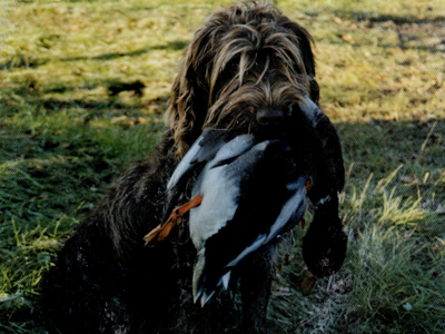 Afra von der Hülsenbecke