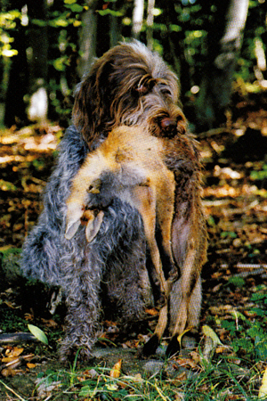 Robin vom Kempter Wald