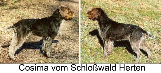 Cosima vom Schloßwald Herten