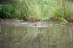 IMG_5197.jpg